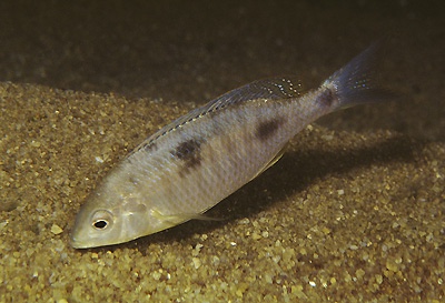 Otopharynx sp. 'decorus jumbo' Senga Bay